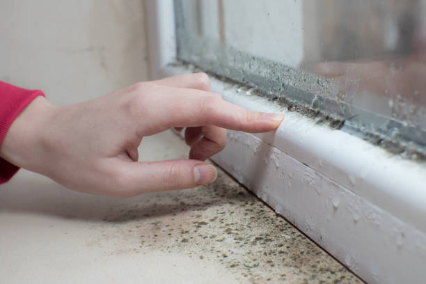 Best Water Damage & Mold Remediation  in Kennesaw, GA