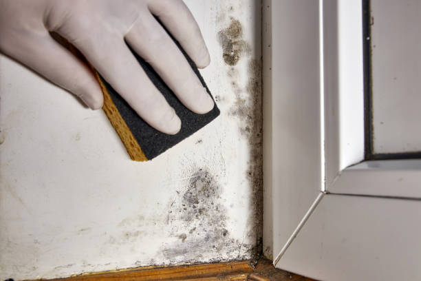 Mold Removal for HVAC Installations in Kennesaw, GA